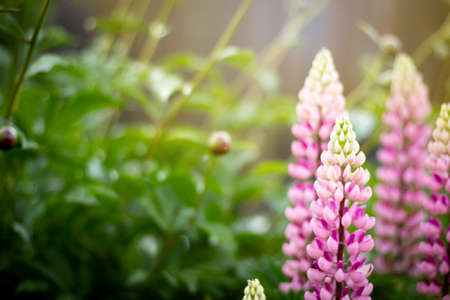 Floral background with wild pink lupine flowersの写真素材
