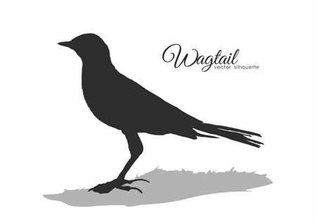 Vector Silhouette of Wagtail on white backgroundのイラスト素材