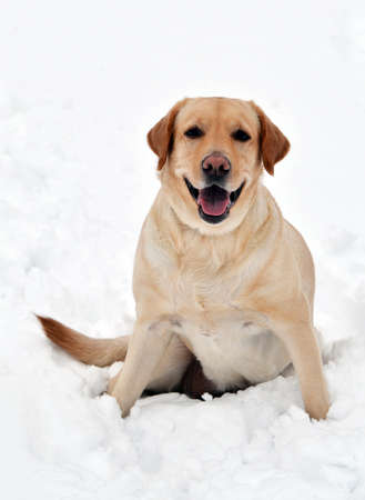 The cheerful dog, the Labrador breed, fawn.の写真素材