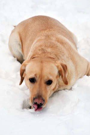 A smart dog, labrador breed, fawn.の写真素材