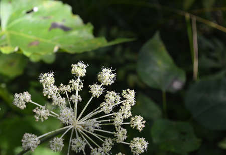 Summer variety, a variety of plants. Background.の写真素材