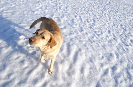 Photos of urban dogs in winter. The dog and its shadow. Dog breed Labrador, a partner and a friend.の写真素材