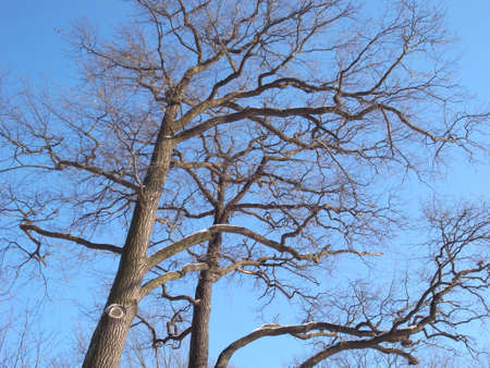 Trees in anticipation of spring. tree branches against the sky. Winter park.の写真素材