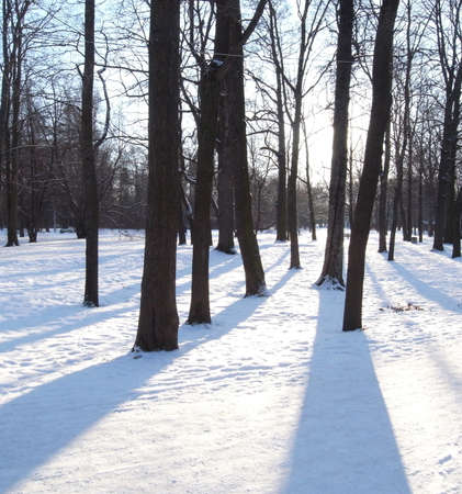 Trees in anticipation of spring. tree branches against the sky. Winter park.の写真素材
