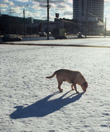 The dog and its shadow.の写真素材