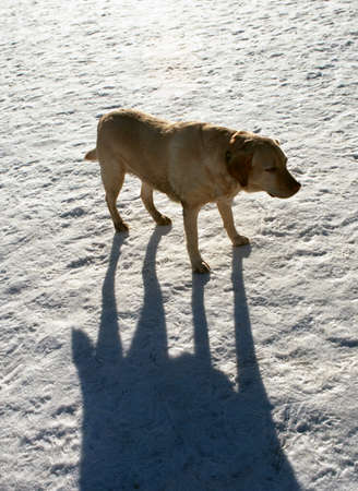 The dog and its shadow.の写真素材