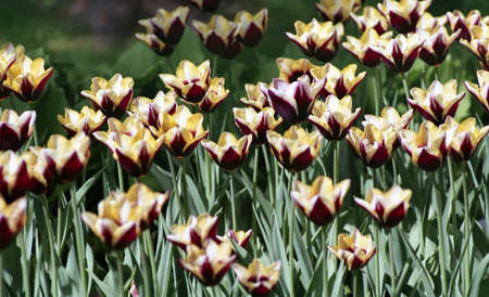 Spring flowering tulips. City Park, tulip festival, clear day.の写真素材