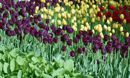 Spring flowering tulips. City Park, tulip festival, clear day.の写真素材
