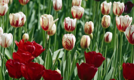 Spring flowering tulips. City Park, tulip festival, clear day.の写真素材
