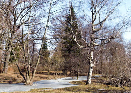 Spring has already come. Spring forest, early spring in the forest.の写真素材