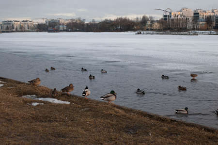 Ducks on the ice in the park. Evening in the park. The evening sun illuminates trees and buildings. Sun glare on the ice. Early spring.の写真素材