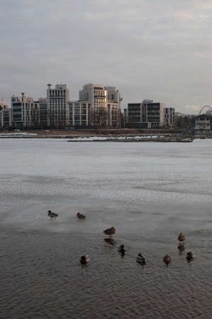 Ducks on the ice in the park. Evening in the park. The evening sun illuminates trees and buildings. Sun glare on the ice. Early spring.の写真素材