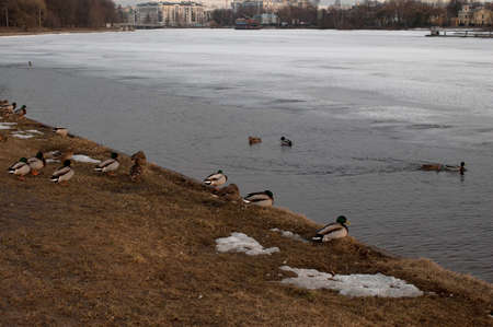 Ducks on the ice in the park. Evening in the park. The evening sun illuminates trees and buildings. Sun glare on the ice. Early spring.の写真素材