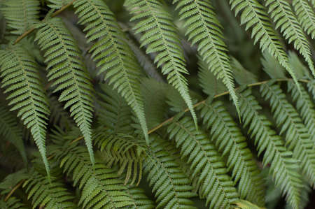 Young green plants, subtropics. Flower texture, background.の写真素材
