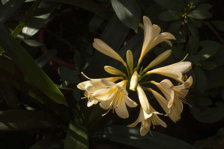 Spring flowering of subtropical plants. Subtropical flowers, the beginning of spring flowering, natural lighting.の写真素材