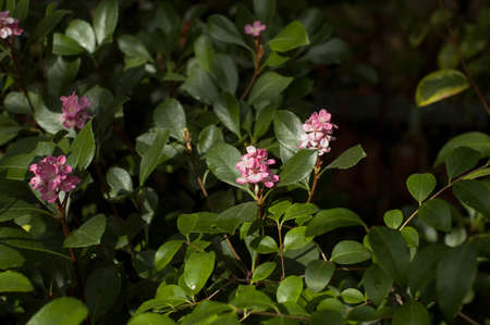 Spring flowering of subtropical plants. Subtropical flowers, the beginning of spring flowering, natural lighting.の写真素材