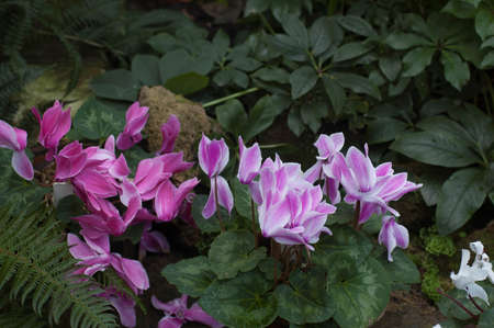 Spring flowering of subtropical plants. Subtropical flowers, the beginning of spring flowering, natural lighting.の写真素材