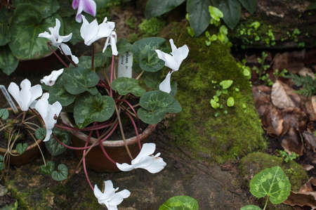 Spring flowering of subtropical plants. Subtropical flowers, the beginning of spring flowering, natural lighting.の写真素材