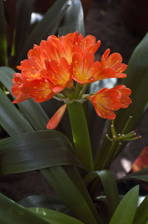 Spring flowering of subtropical plants. Subtropical flowers, the beginning of spring flowering, natural lighting.の写真素材
