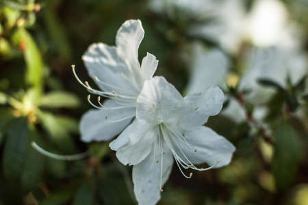 Spring flowering of subtropical plants. Subtropical flowers, the beginning of spring flowering, natural lighting.の写真素材