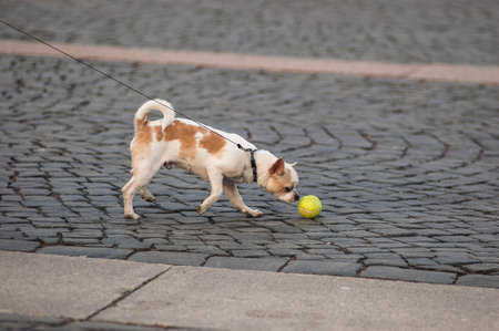 Playful puppy is the focus of the people around themの写真素材