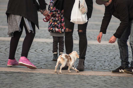 Where are you going? Let `s play! Playful puppy is the focus of the people around them.の写真素材