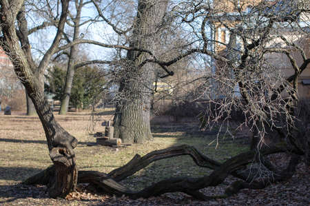Early Spring in the city park. Sunny, spring day in the park. An interesting and unusual tree.の写真素材