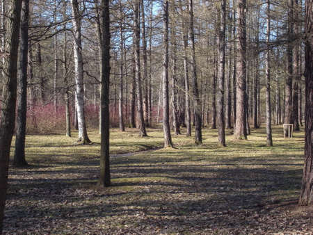 Early Spring in the city park. Sunny, spring day in the park.の写真素材