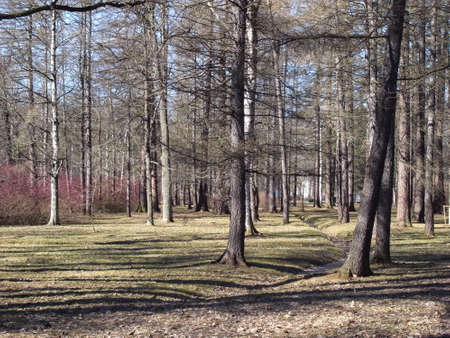 Early Spring in the city park. Sunny, spring day in the park.の写真素材