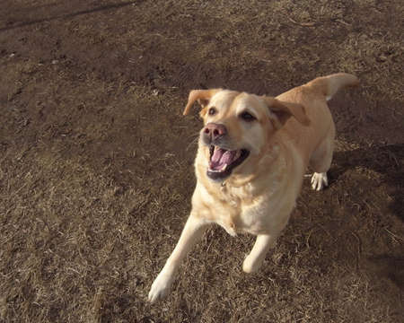 Walking with a dog. Cheerful dog breed labrador, fawn color.の写真素材