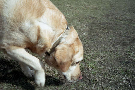 Walking with a dog. Cheerful dog breed labrador, fawn color.の写真素材