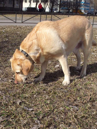 Walking with a dog. Cheerful dog breed labrador, fawn color.の写真素材
