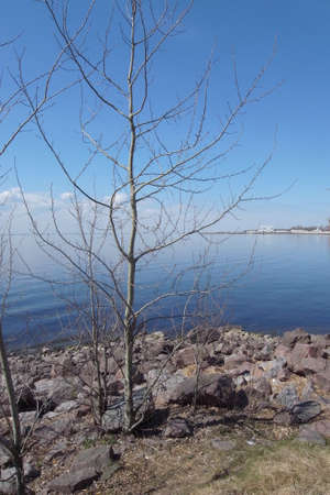 Seascape with a tree. Spring, a tree in the background of the Gulf of Finland.