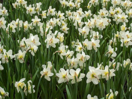 Wild flowering in the park. The first spring flowers in the park, irises.の写真素材
