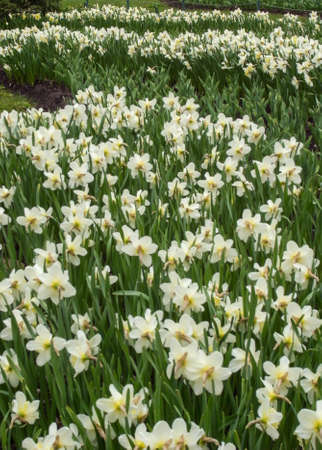 Wild flowering in the park. The first spring flowers in the park, irises.の写真素材