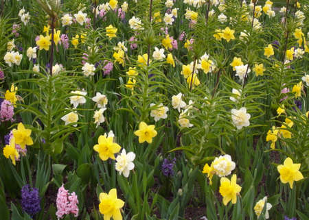 Wild flowering in the park. The first spring flowers in the park, irises.の写真素材