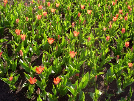 Wild flowering in the park. The first spring flowers in the park, tulips.の写真素材
