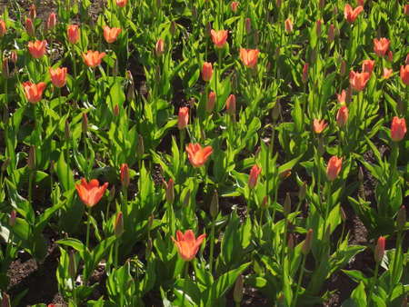 Wild flowering in the park. The first spring flowers in the park, tulips.の写真素材