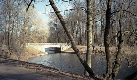 Spring landscape. Fussy trees over the pond in the park. Reflection.の写真素材