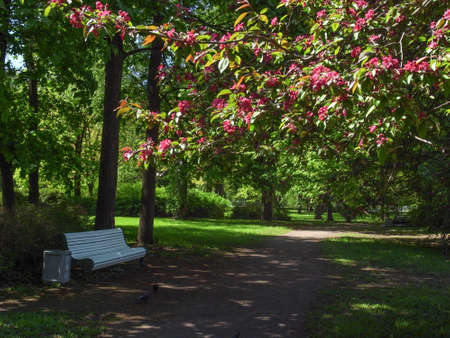 Blooming garden. Flowering trees in the park.の写真素材
