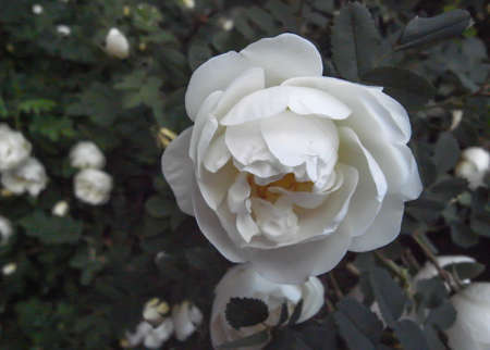 Evening roses in the city. White Rose.の写真素材