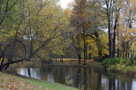 Trees over a pond in an autumn park. Golden autumの写真素材