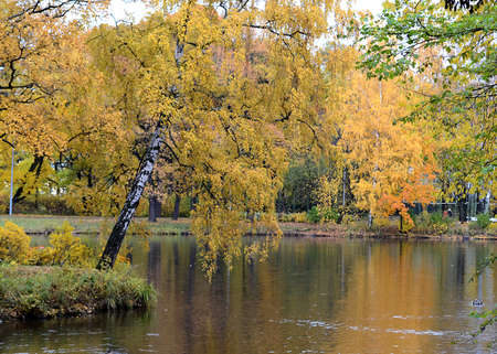 Trees over a pond in an autumn park. Golden autumの写真素材