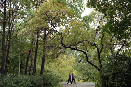 Golden autumn. Trees in the park.の写真素材