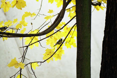 Golden autumn. Trees in the park.の写真素材