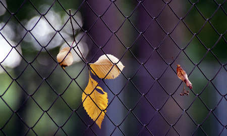 Golden autumn. Sadnessの写真素材