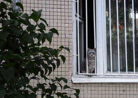 The cat is behind bars. A dull life of a cat in a big city.の写真素材