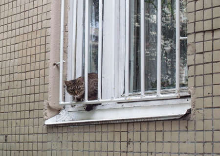The cat is behind bars. A dull life of a cat in a big city.の写真素材