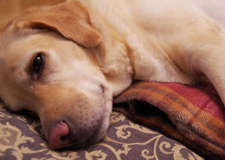 This cheerful dog breeds a labrador.の写真素材