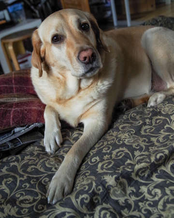 A labrador dog posing in front of the camera.の写真素材